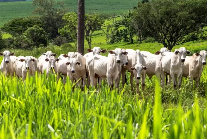 Com tecnologias de produção sustentável, Plano ABC+ pretende reduzir emissão de carbono em mais de 1 bilhão de toneladas