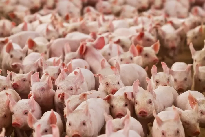 United Pork Americas reúne o mundo para definir o futuro da carne suína!
