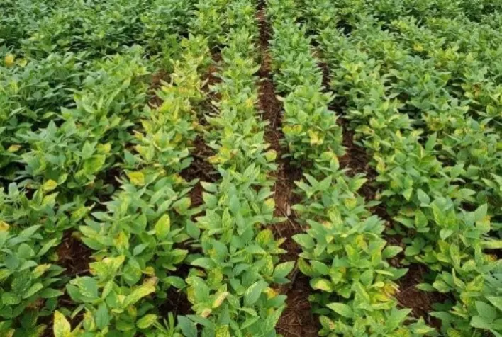 Vittia apresenta o bionematicida mais completo do mercado