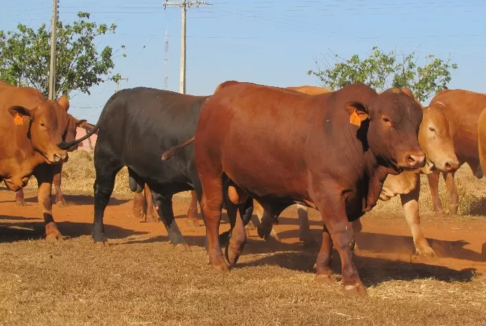 Associação do Montana aprimora estratégia de seleção genética e projeta fomento da raça no Brasil