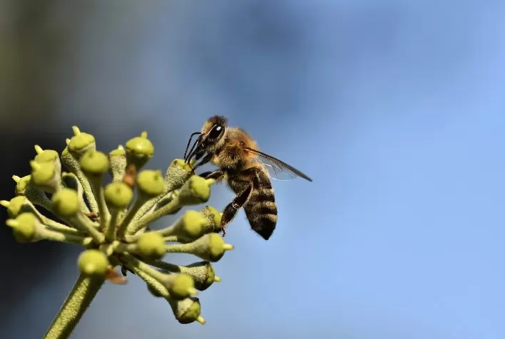Curso gratuito sobre boas práticas entre apicultura e agricultura já conta com sete módulos