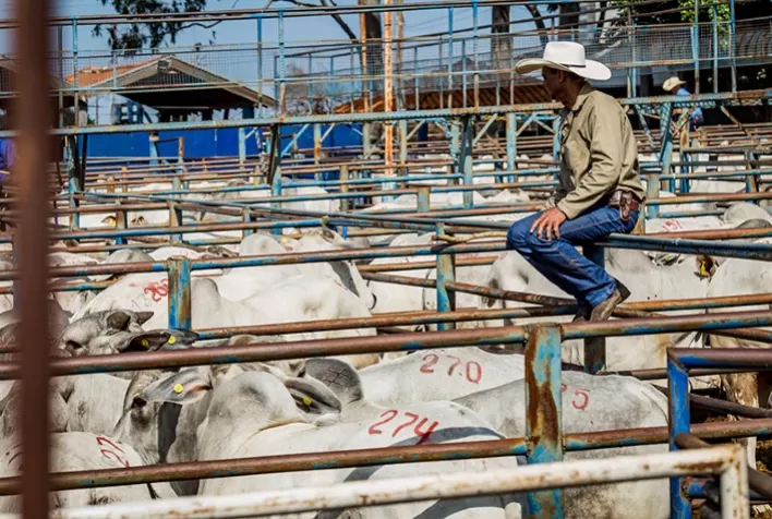 CFM vende 831 touros Nelore CEIP com faturamento superior a R$ 25 milhões