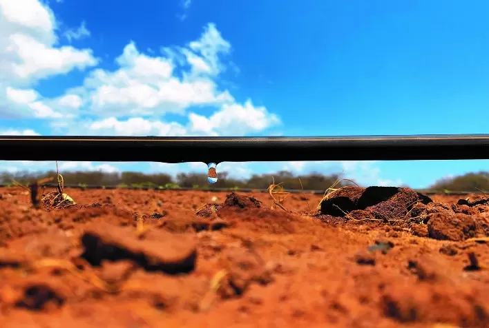 Irrigação por gotejamento, ferramenta para uso consciente e sustentável da água frente a crise hídrica
