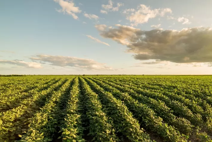 Área de soja da Argentina na safra 2021/22 deve recuar 1,8% – Ministério