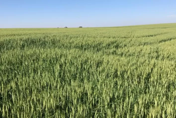 Dia de campo une Instituto Agris e Sipcam Nichino, para difundir manejo eficaz de oídio e outras doenças do trigo