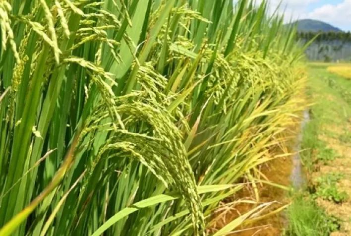 Com estoques elevados, preço do arroz brasileiro recua