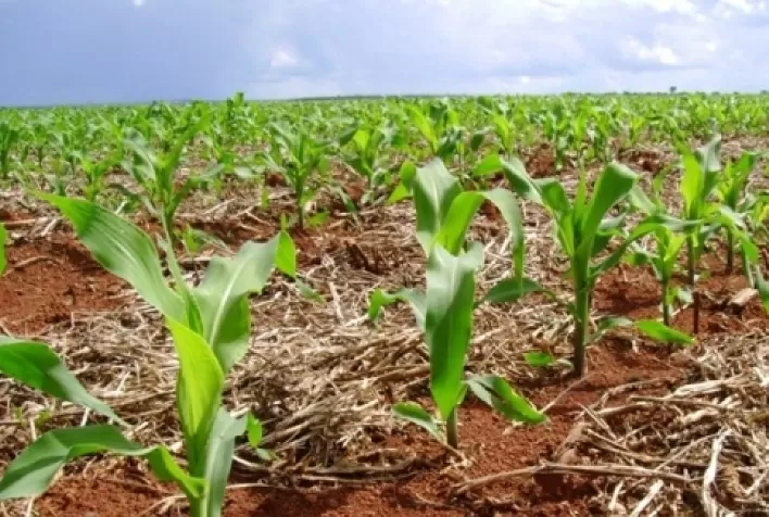 Plantio da safra verão 2021/22 de milho atinge 63,7% no Brasil – SAFRAS