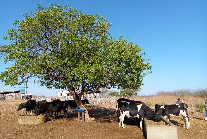 Projeto Nordeste Leiteiro, do Instituto Luiz Girão, segue com financiamento de novilhas para pequenos produtores