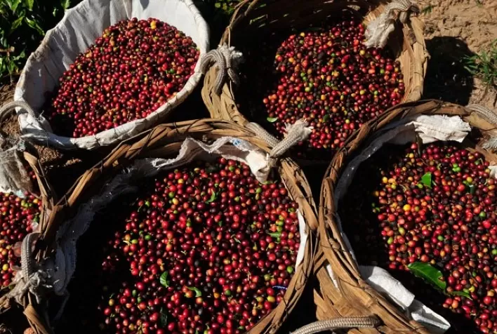 Safra de café da África representa 11% do total produzido no mundo