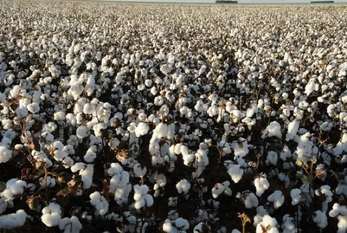 ADAMA lança herbicida Cheval ®, que combina ação pós-emergente e residual para as culturas da soja, milho e algodão