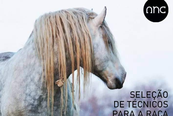 ANC seleciona novos técnicos para a raça Percheron