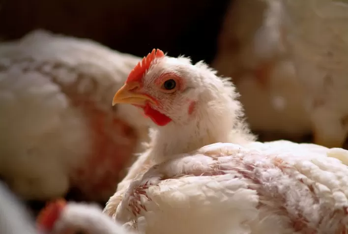 Orientações para uma nutrição eficaz das aves de corte