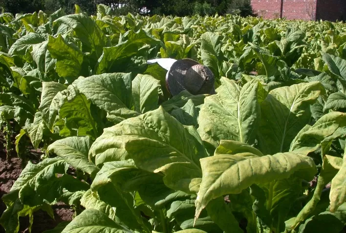 Produtores de tabaco buscam ampliar asustentabilidade de suas propriedades