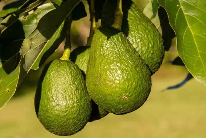 Capacitação traz instruções técnicas sobre o cultivo do abacate