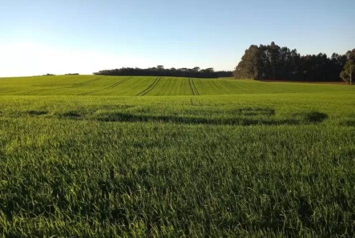 Santa Catarina dá início à colheita de cereais de inverno