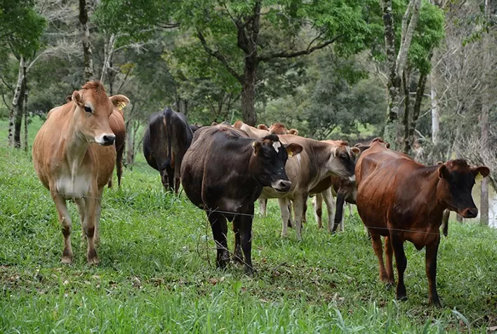 Gadolando se posiciona sobre redução do preço pago pelo leite ao produtor