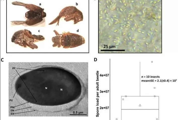 Equipe registra ocorrência do primeiro microsporídio patogênico para o besouro do eucalipto no Brasil