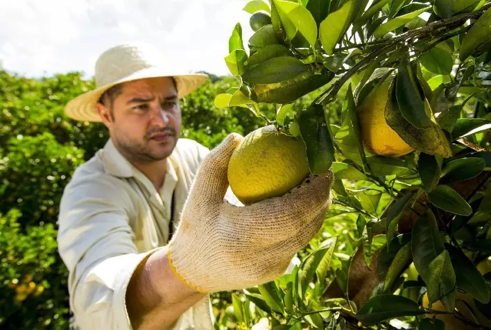 Produtores de citros comprovam benefícios de fertilizantes minerais