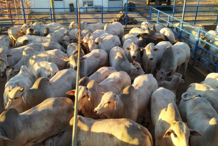Mercado do boi gordo morno