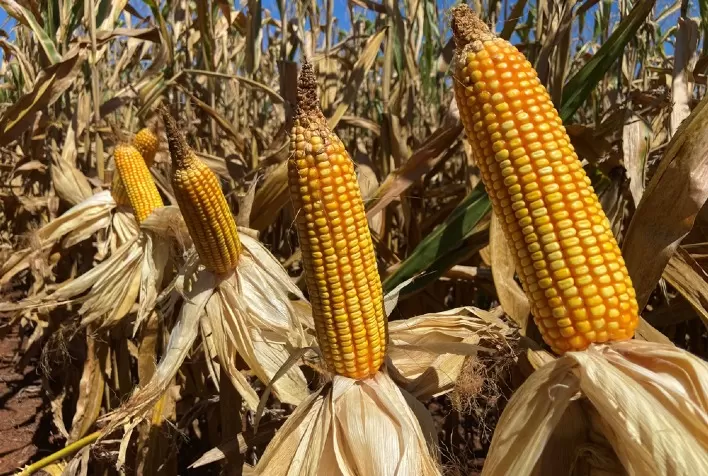 Mudanças climáticas podem cortar 24% da produtividade do milho, diz pesquisa