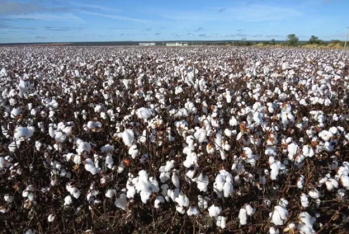 Simpósio aborda manejo dos sistemas intensivos de produção de algodão