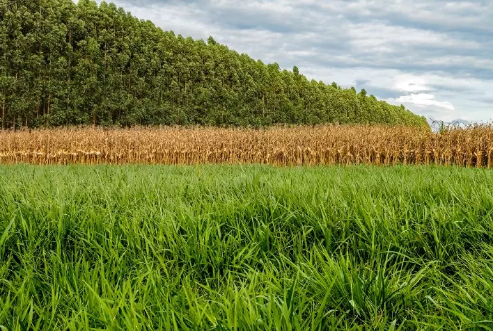 Programa de recuperação de pastagem em Minas Gerais será apresentado na COP26