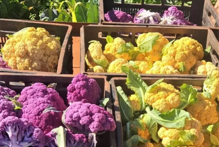 Couve-flor colorida é atração em Itatiaiuçu, na região Central de Minas Gerais