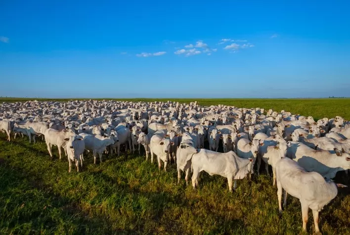 JBS e DSM fazem parceria para reduzir consideravelmente as emissões de metano na cadeia bovina