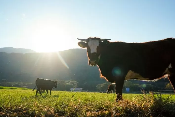 Lei que atualiza regras sobre a entrada de bovinos e bubalinos vindos de outros estados é sancionada