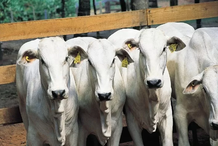 Vacinar e identificar o gado ao mesmo tempo otimiza mão de obra e poupa animais de um novo manejo