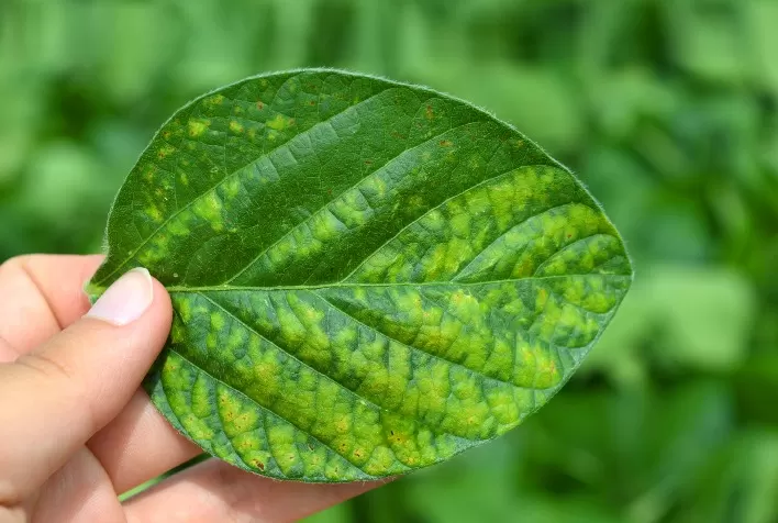 Monitoramento no Paraguai e Brasil identificam ferrugem em soja em voluntária, kudzu e coletores