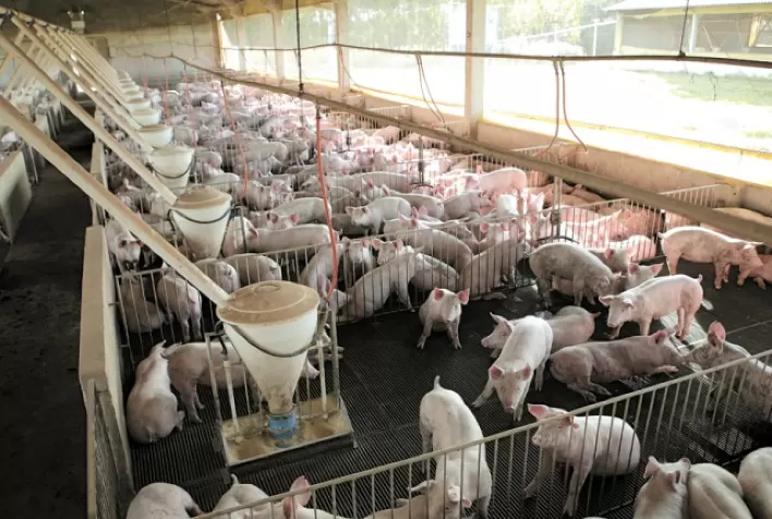 Desempenho do suíno, na granja, na 44ª semana de 2021