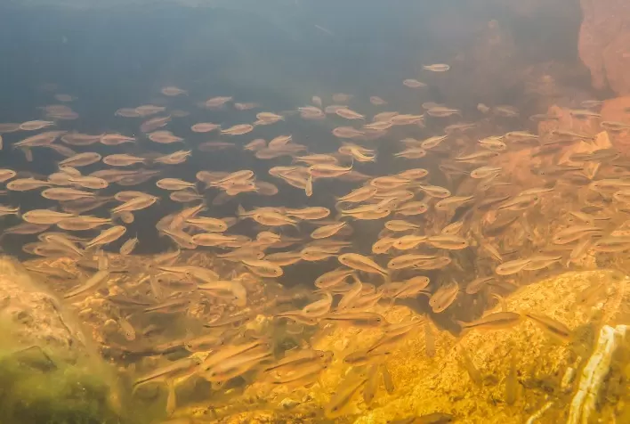 Pesquisa do Instituto de Pesca com produção de lambaris para isca-viva é publicada em revista de referência na área de aquicultura