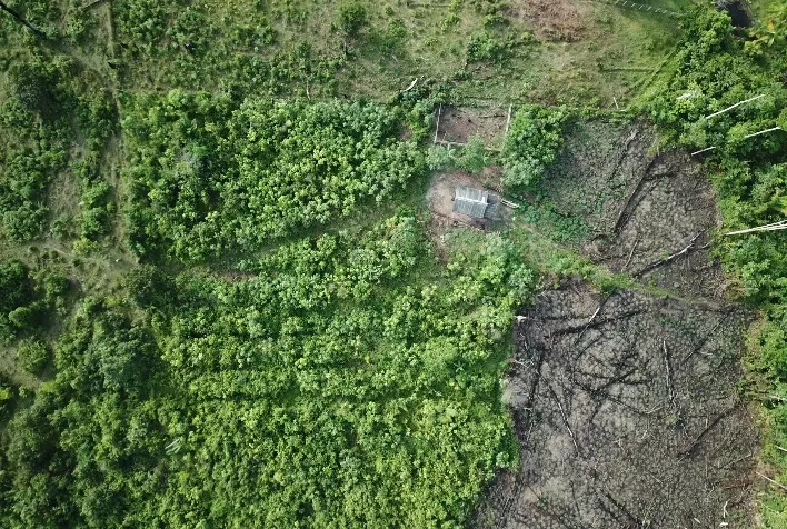 Agricultores de Juruti (PA) têm vidas transformadas por meio da implantação de sistemas agroflorestais