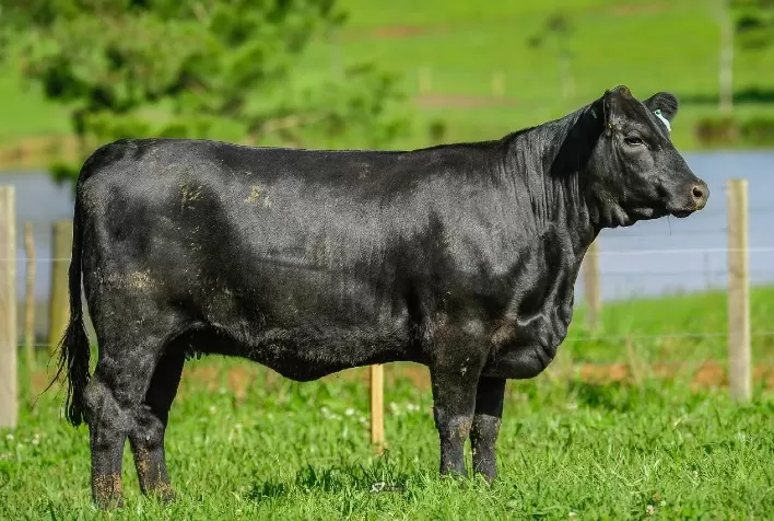 Fazenda Renascença tem média de R$ 16 mil para reprodutores Angus