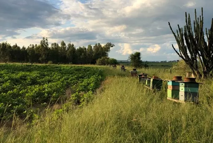 Manejo apícola no entorno de áreas agrícolas