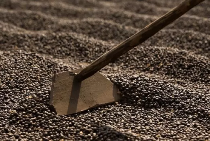Agricultores aproveitam o melhor preço do café para comercialização