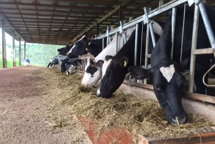 Black Week no campo: pecuaristas terão acesso a descontos em compra de genética