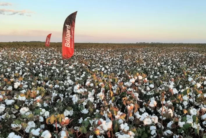 Produção responsável do algodão leva sustentabilidade do campo ao guarda-roupa
