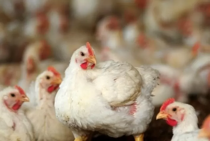Frango contribuiu para a inflação de outubro, aponta IBGE