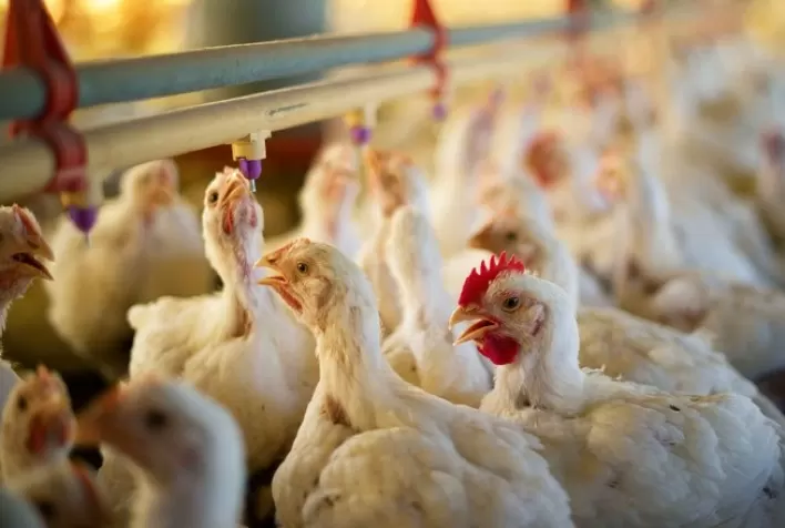 Frango vivo de Minas Gerais sofre nova baixa , a quinta de novembro
