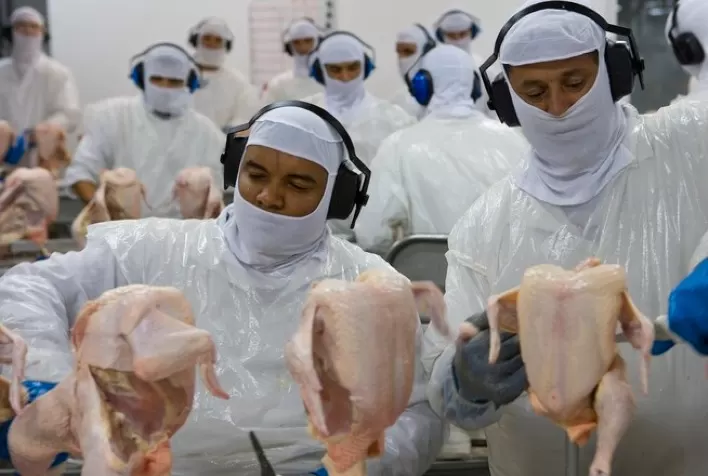 Carne de frango: volume abatido sob inspeção aumentou quase 7% nos primeiros 9 meses de 2021