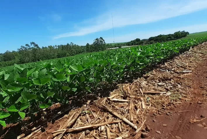 Região Oeste do Paraná é modelo em agricultura conservacionista