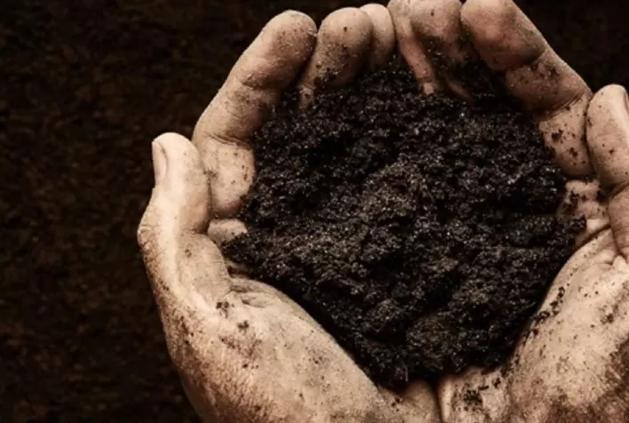 Qual é o potencial do mercado brasileiro de carbono?