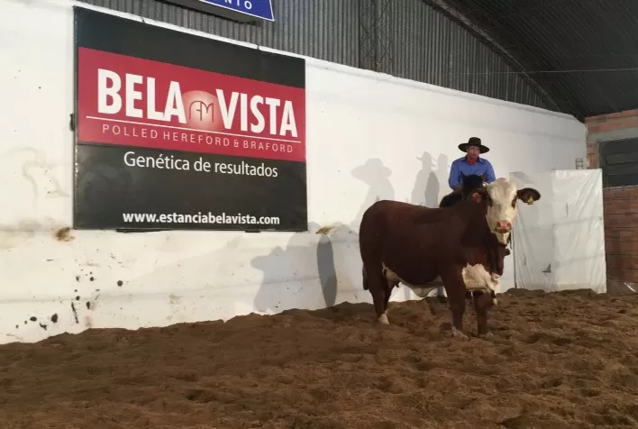 Médias da temporada de primavera da pecuária superam expectativas