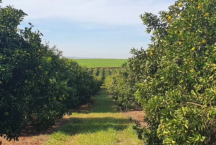 Chega à agricultura brasileira inseticida com baixo impacto às populações de abelhas