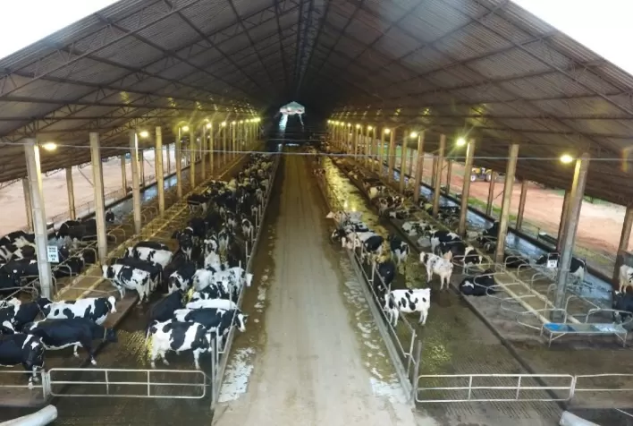 Mercado de embriões bovinos está aquecido no Brasil