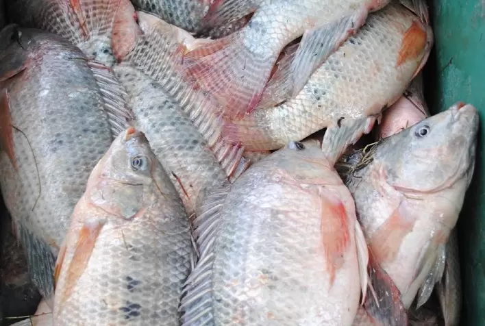 Políticas públicas para cadeia de produção de pescados abrem atividades do IFC 2021
