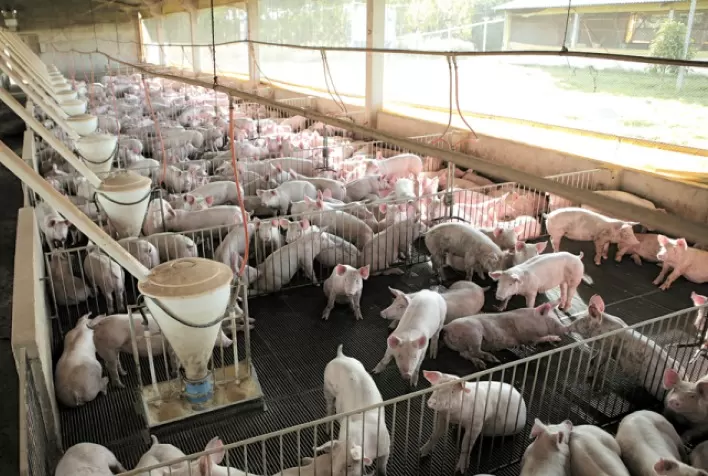 Desempenho do suíno, na granja, na 45ª semana de 2021