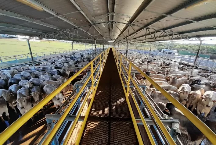 Circuito Nelore de Qualidade: Primeira etapa em São Paulo atraiu cerca de 900 machos e fêmeas de qualidade